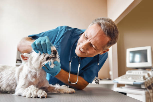 Best Emergency Wisdom Tooth Extraction in Pierce, CO
